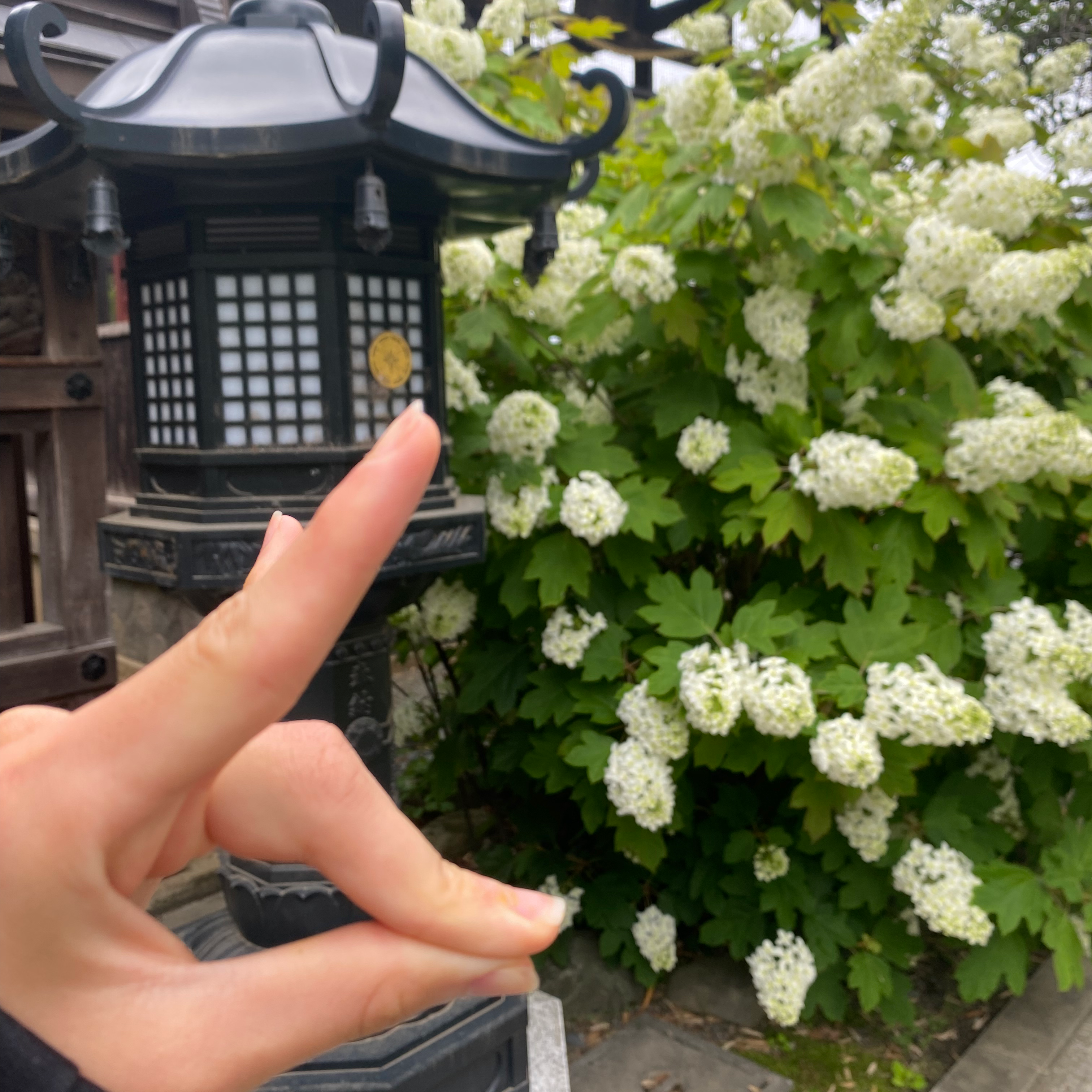 江戸イプ界隈の星
