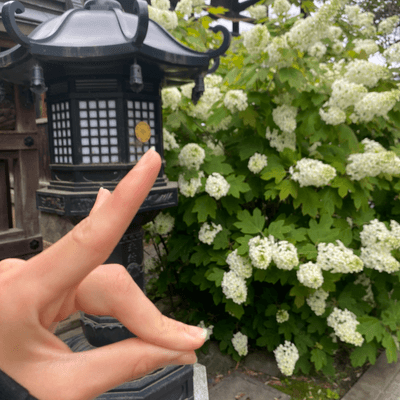 江戸イプ界隈の星