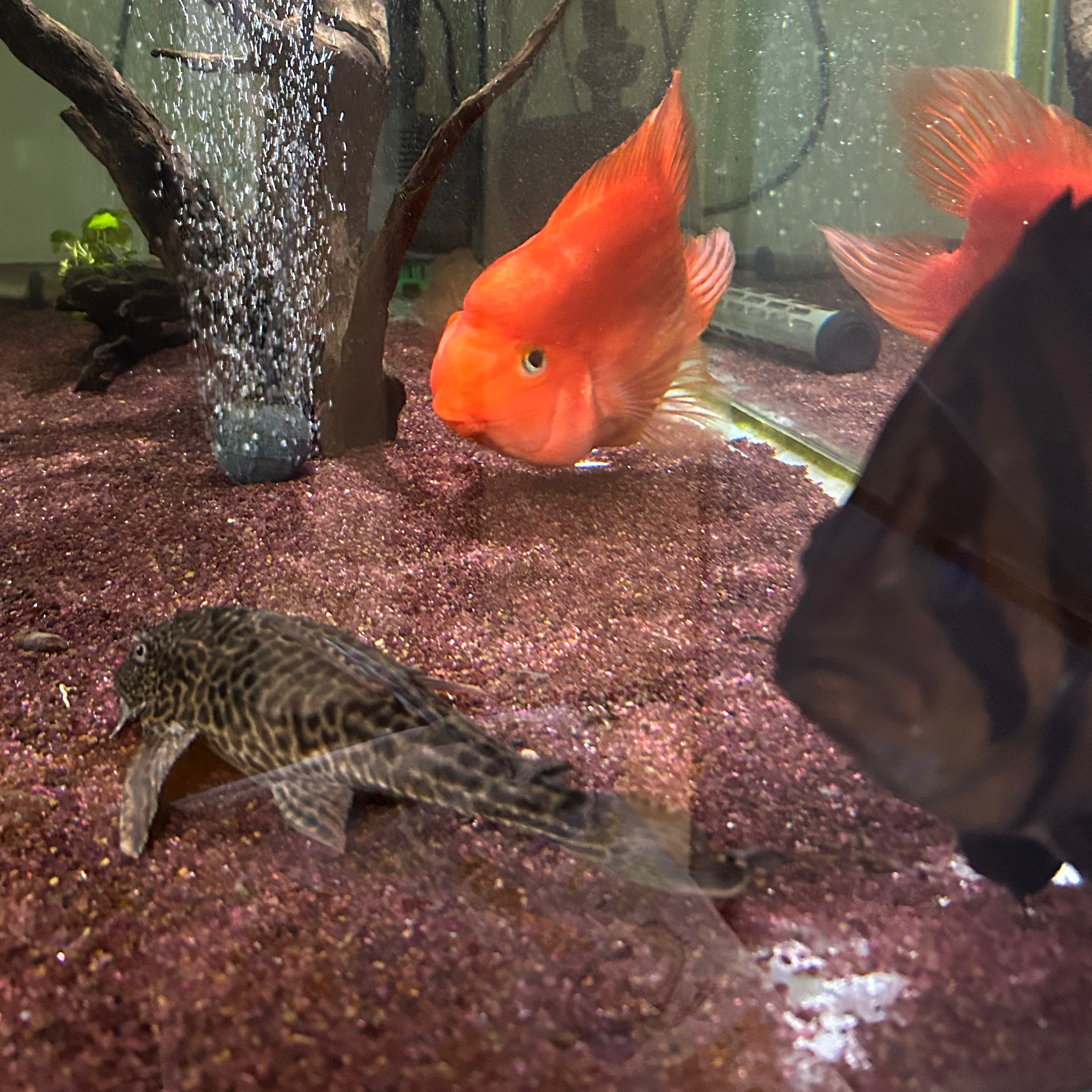熱帯魚の星