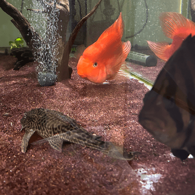熱帯魚の星