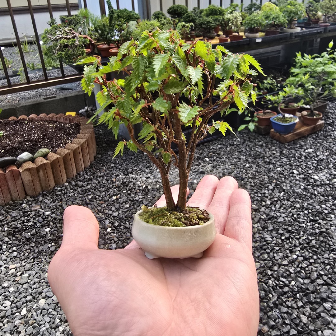 豆盆栽の星