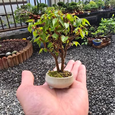 豆盆栽の星