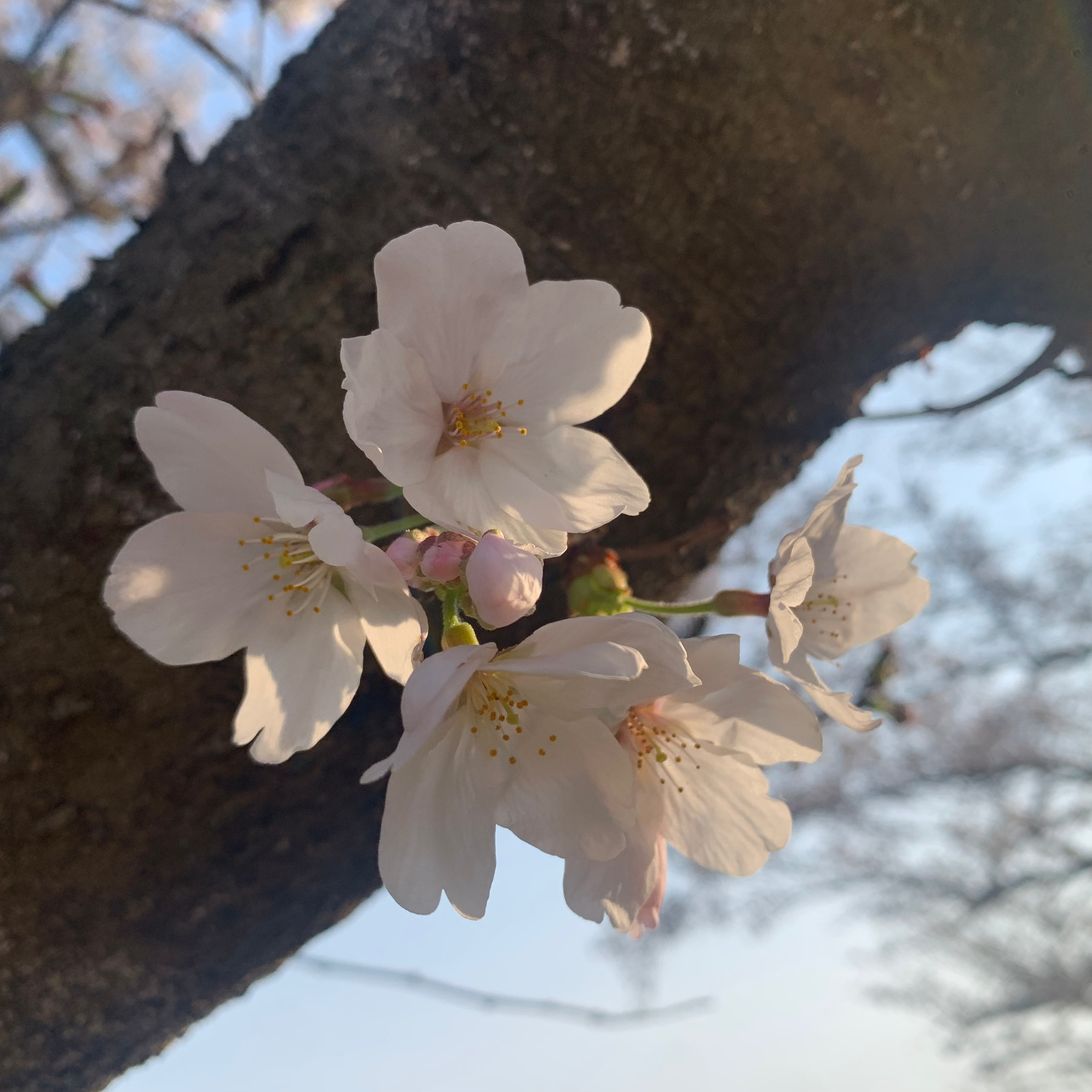 きれいなおはなの星