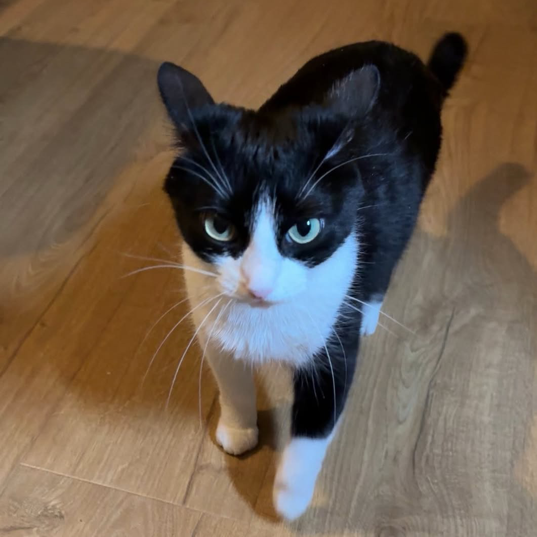 お茶犬の星