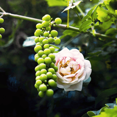 花の星