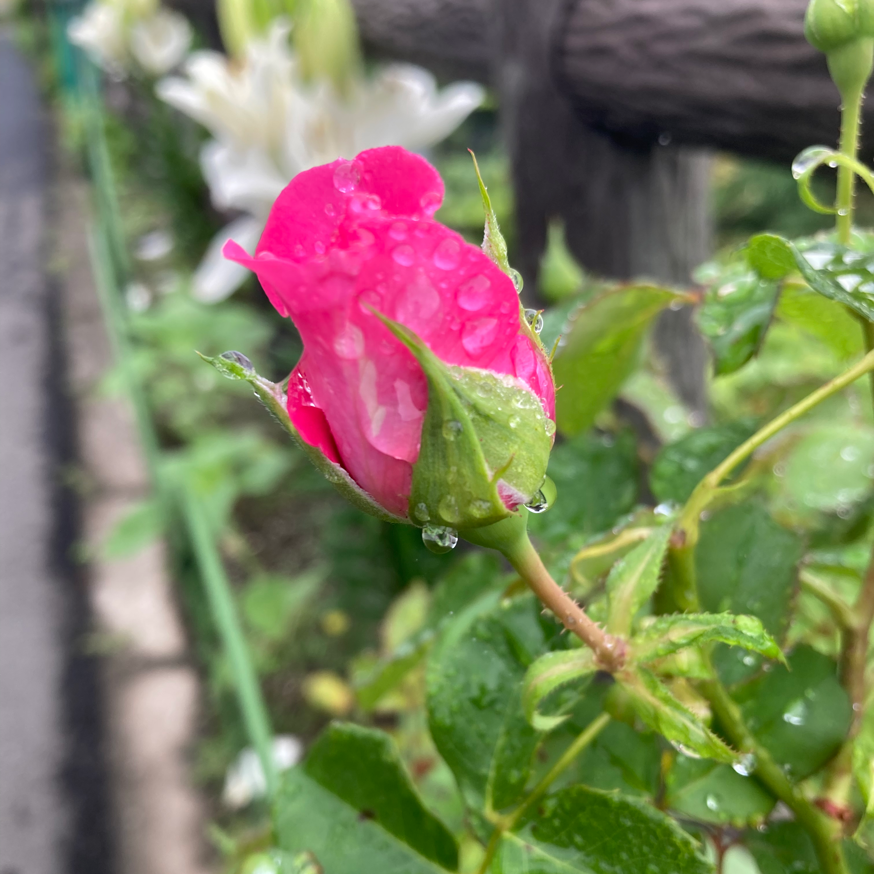 雫や露はの星