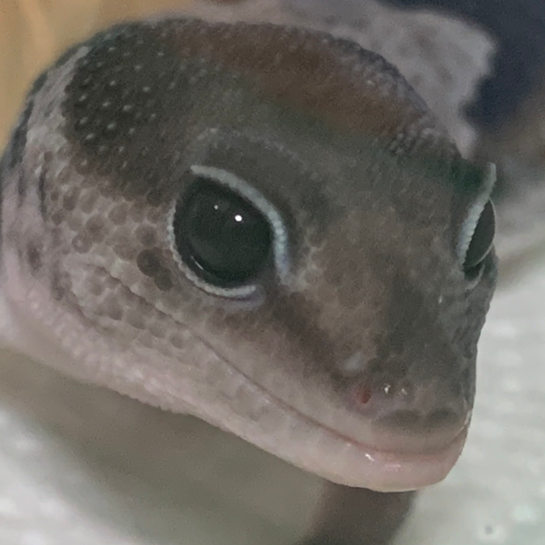 西アフ バルの星