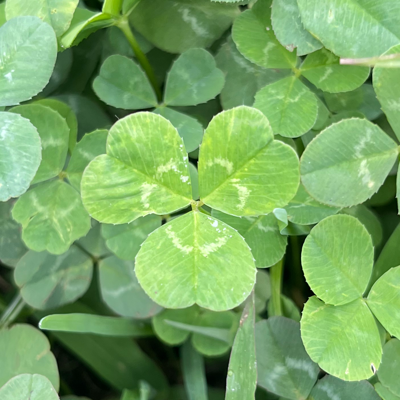 みんなの居場所☘️の星