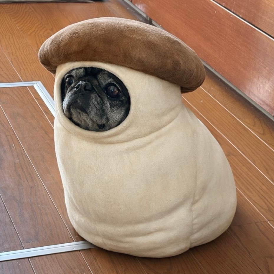 ﾓﾁﾍﾞあげてこ！の星