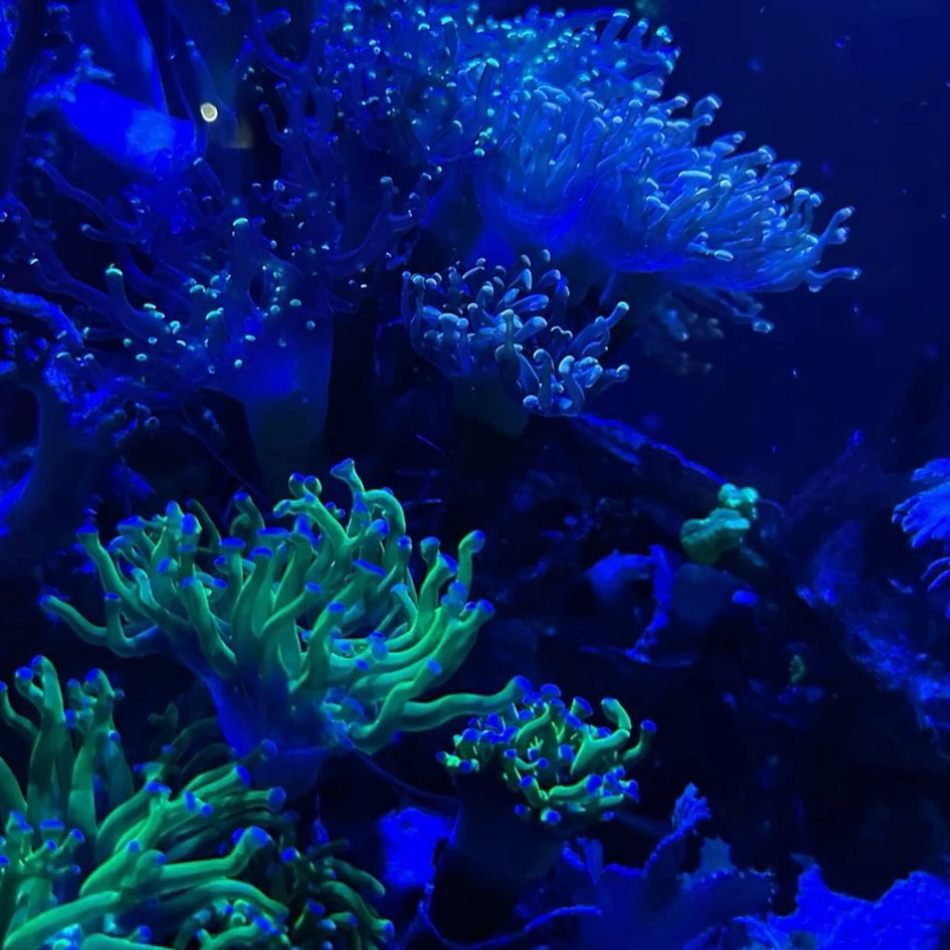 チル活部の星