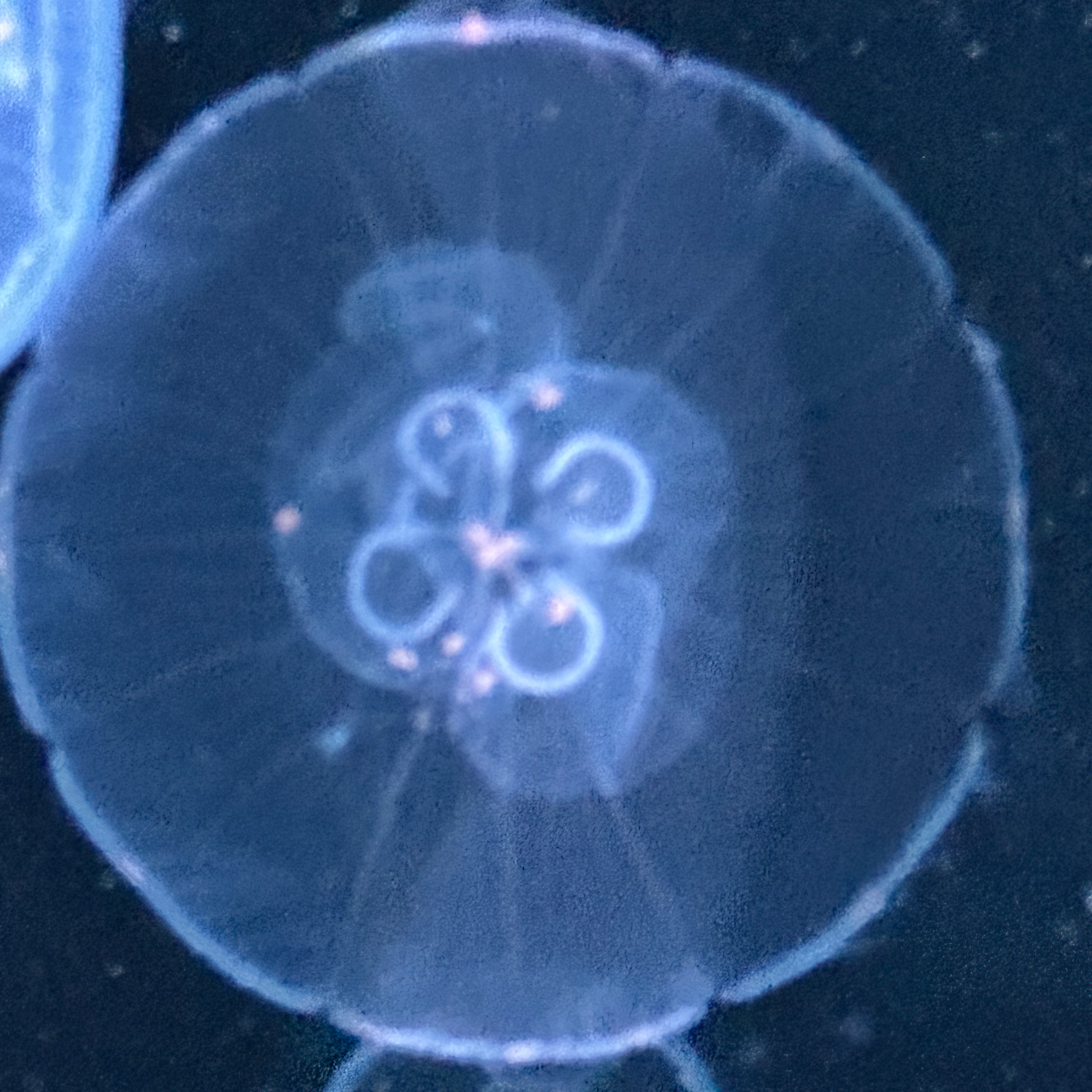アンチネット恋愛の星