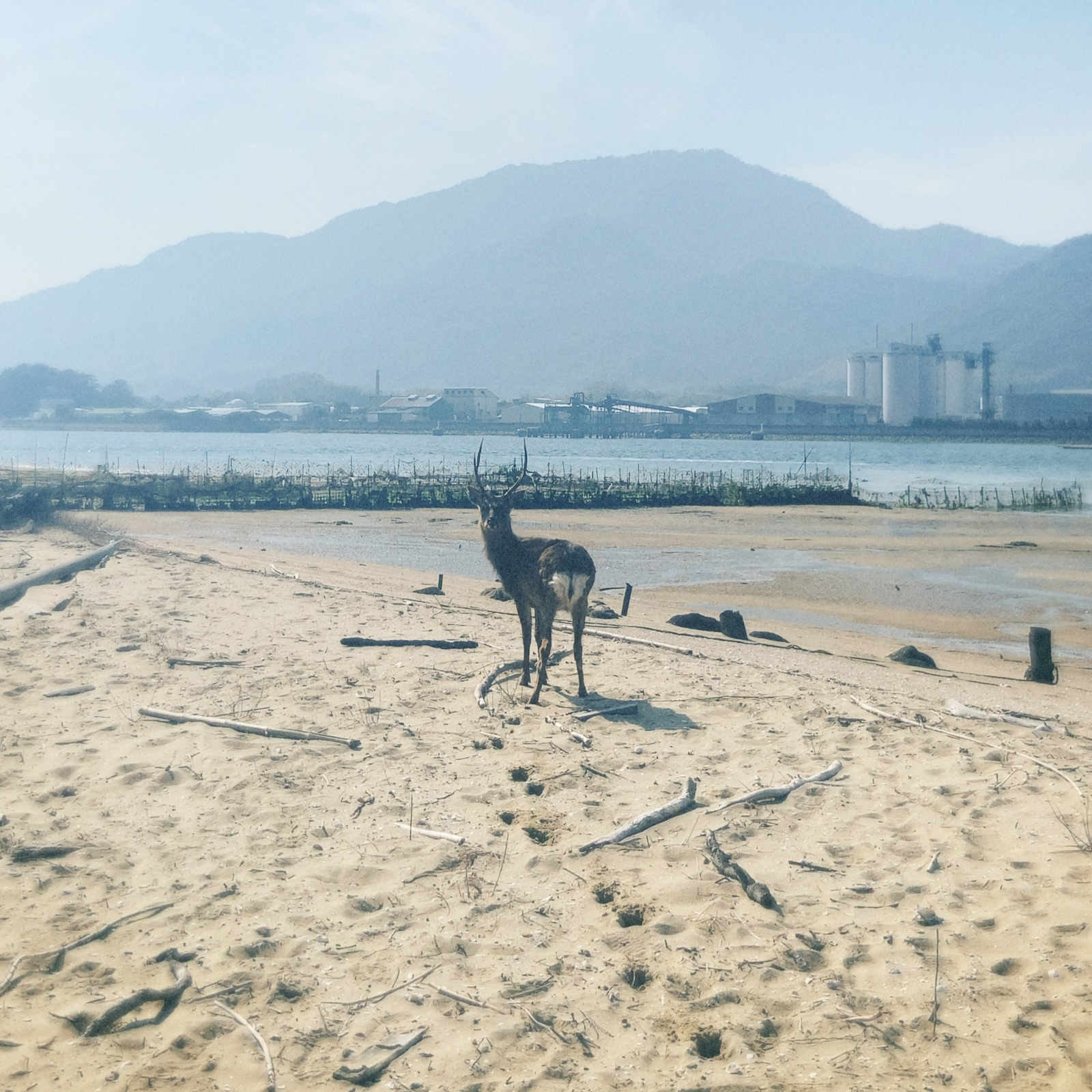 情景描写の星