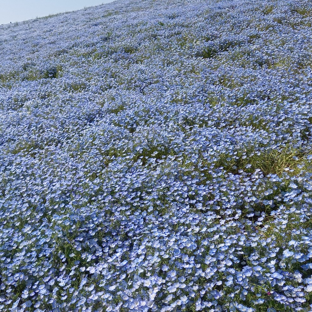 30半ば訳アリの星の星