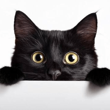 くろねこの星