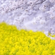 ひとりごとの星