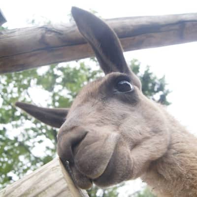 動物園の星