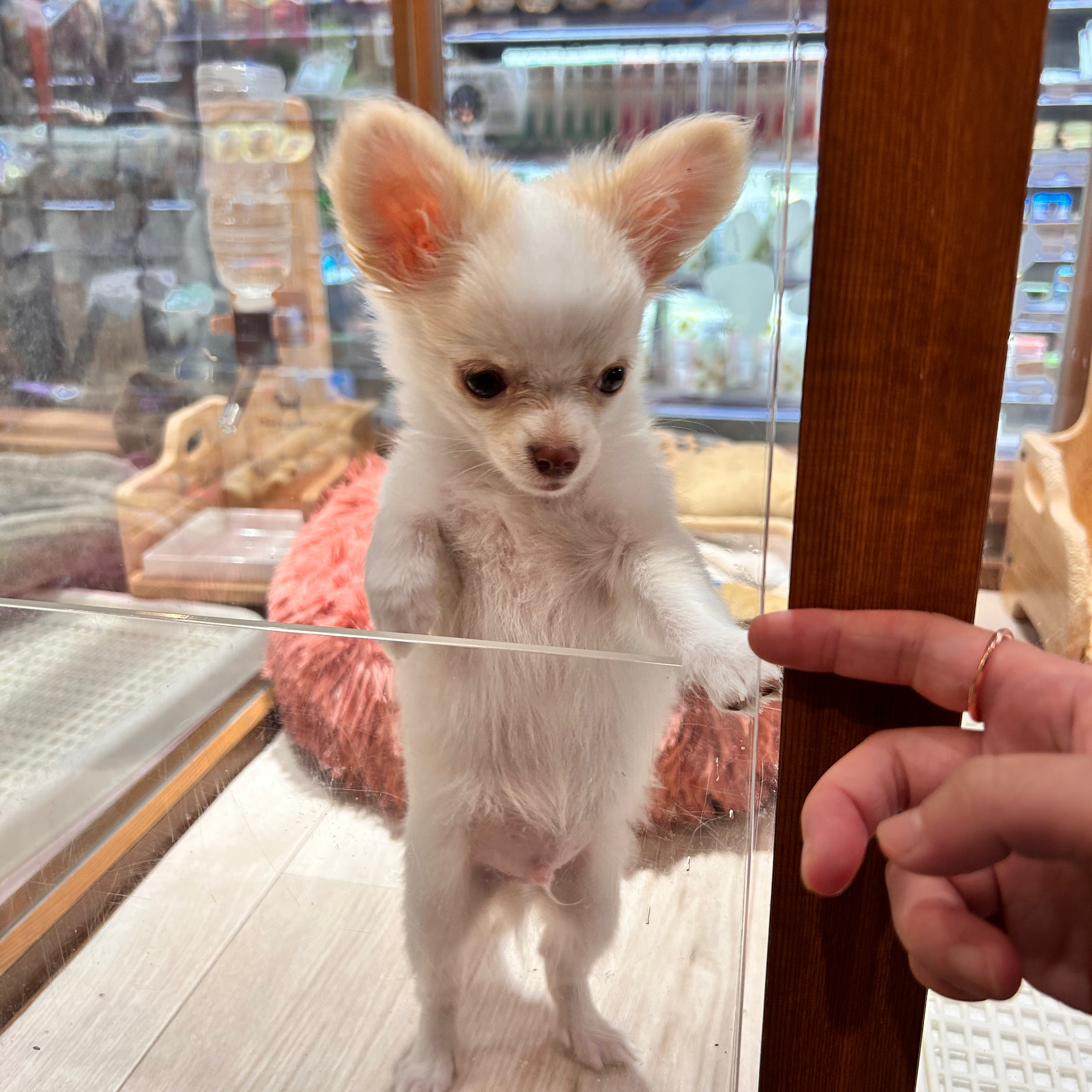 わたげ🐶の星