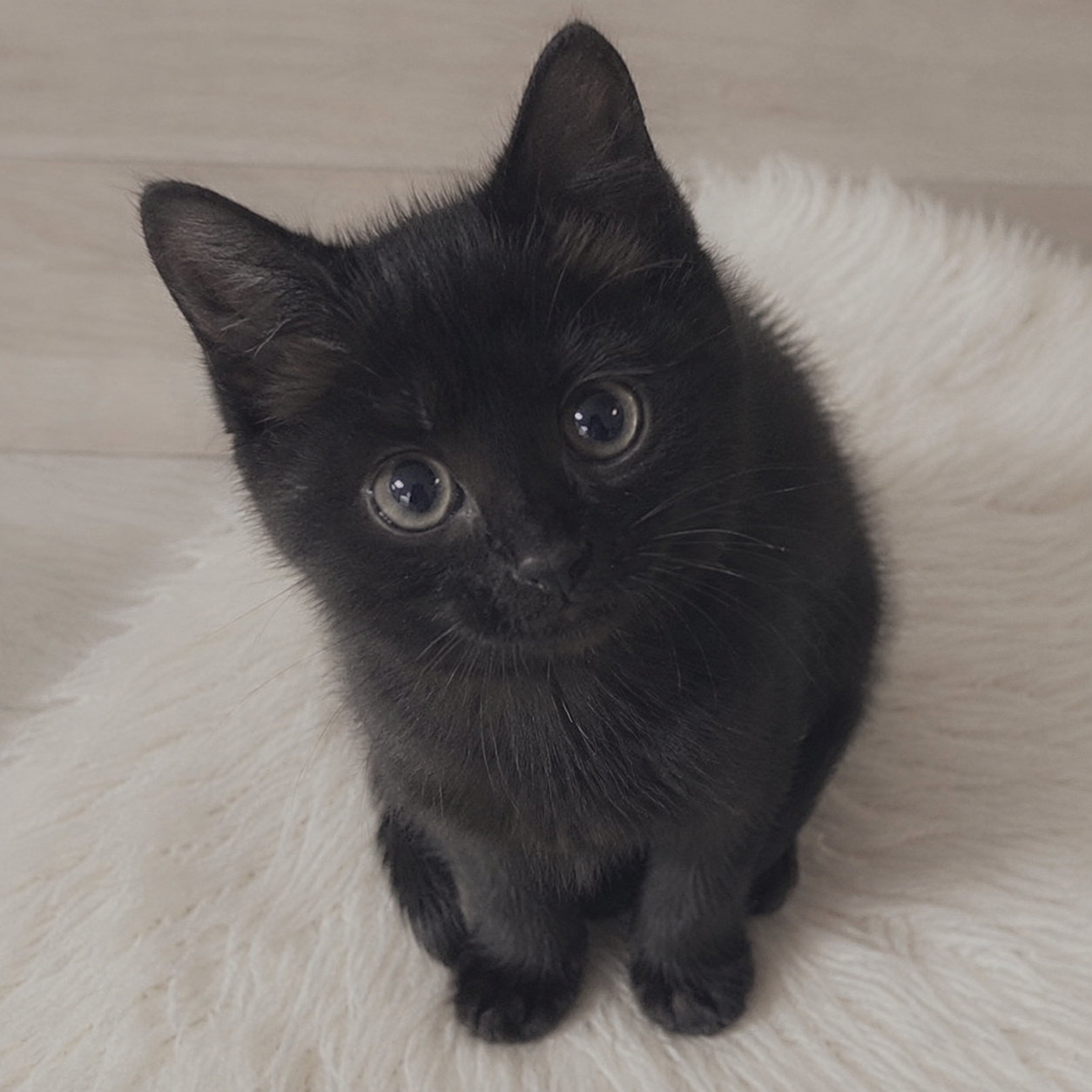 動物Loveの星