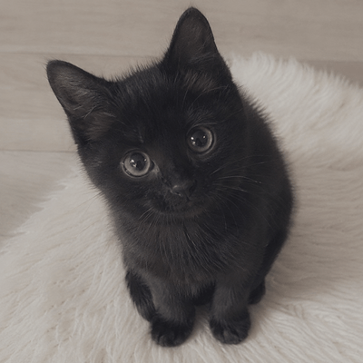 動物Loveの星