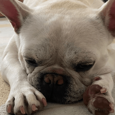 フレンチブルドッグ
