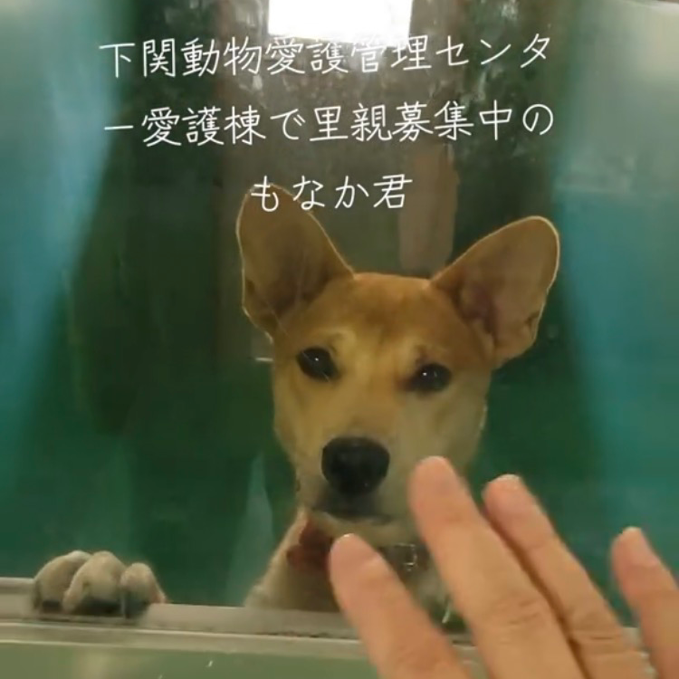 里親募集の星