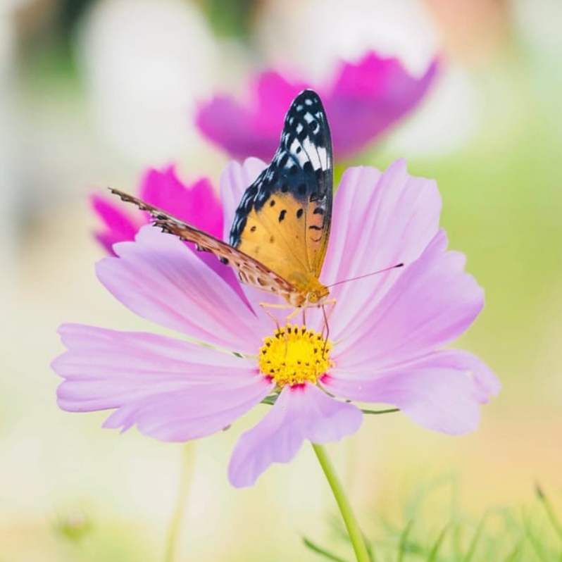 花の星