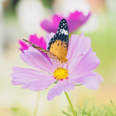 花の星