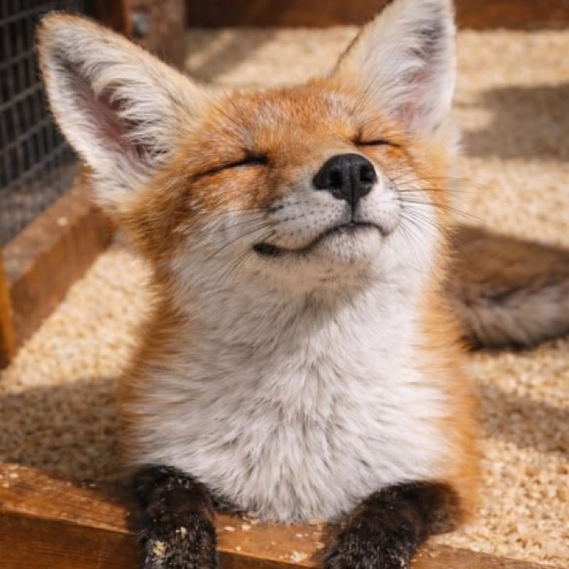 キツネ好きの星